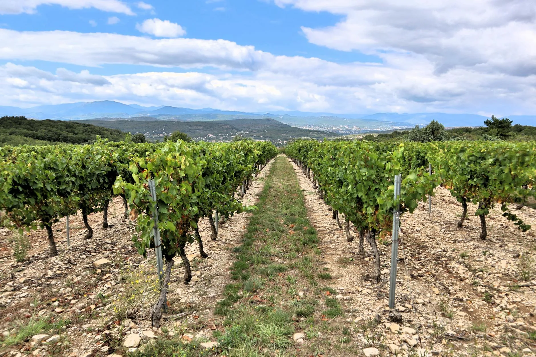 La région viticole de Berat