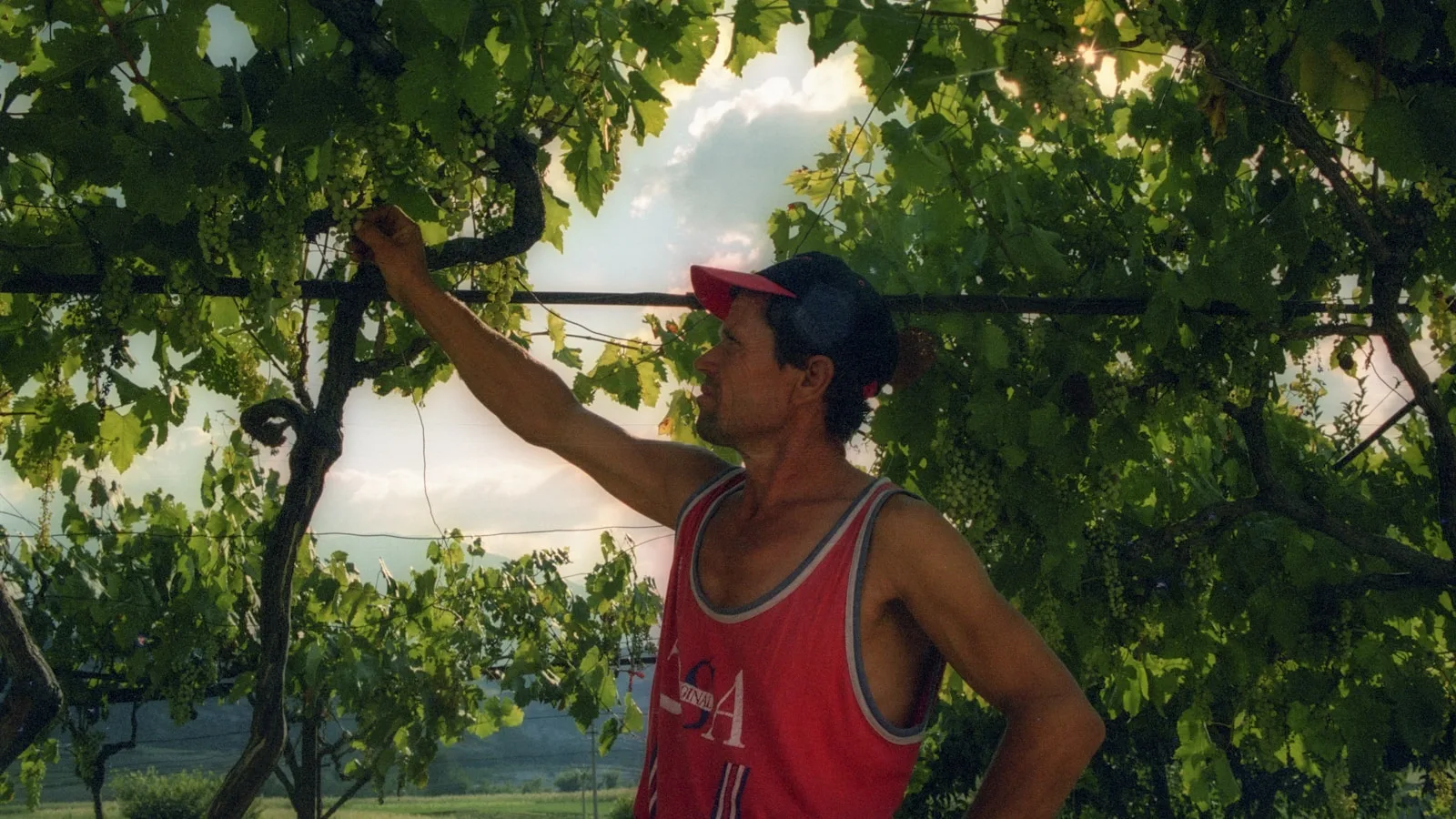 ️ Domaines viticoles à visiter en Albanie