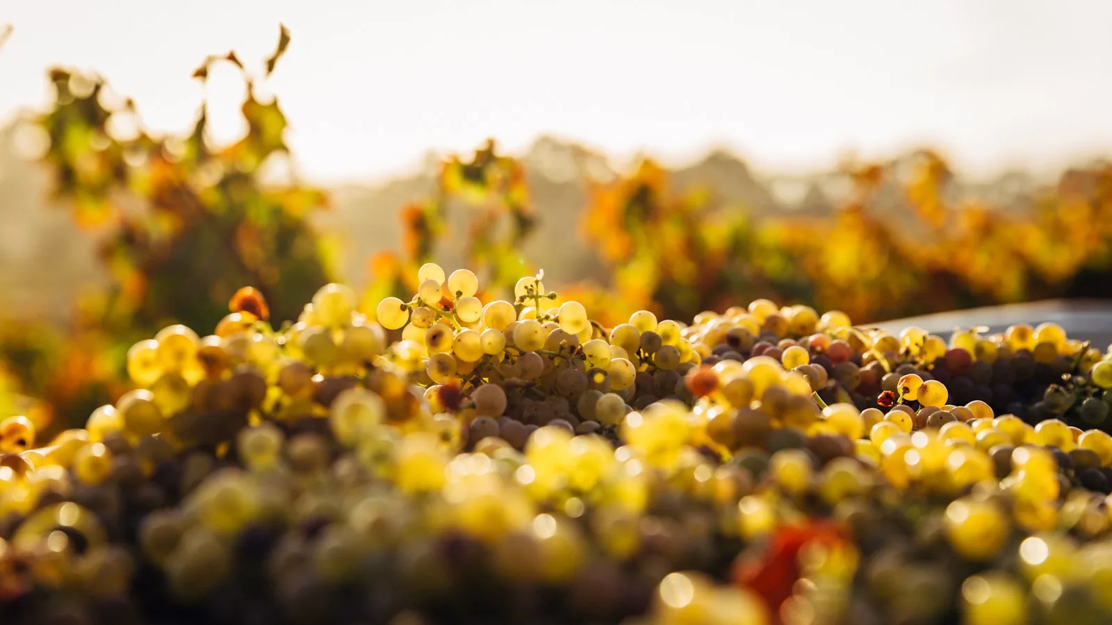 ️ La meilleure période pour visiter les vignobles